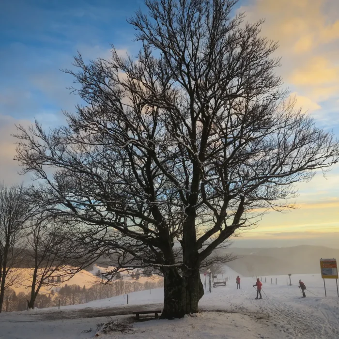 Schwarzwald Winter Baum